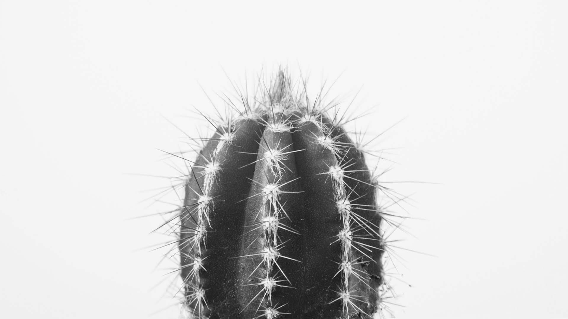 Il Cactus: Un Materiale Eco-Friendly per un Futuro Sostenibile